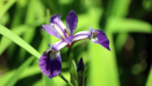 Iris avec petites abeilles_01-1245.jpg